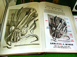 G.ビドローによる「人体解剖学」