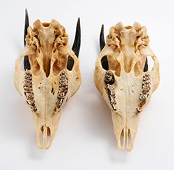 ニホンカモシカの歯周疾患（左が正常個体、右が歯を失った個体)